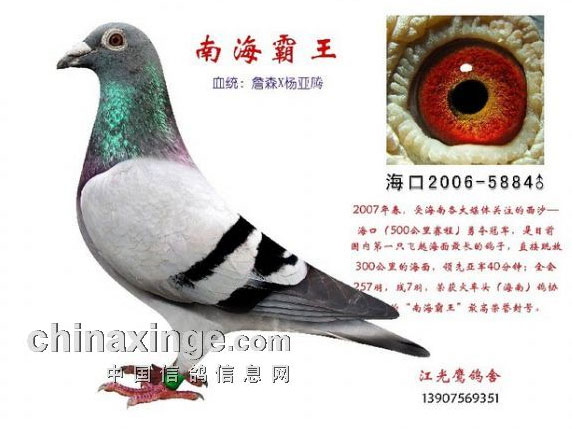 �Ϻ�������������ӥ(ͼ)