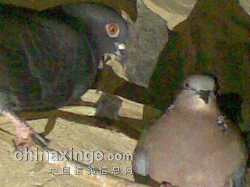 ������У��������������Ƶ