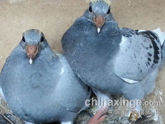 ǳ���¶ȶ��Ÿ���ɫ��Ӱ��(ͼ)