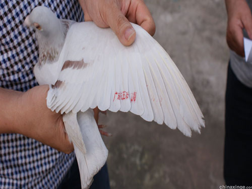 �㶫�������裺�����������Ǿ�(ͼ)