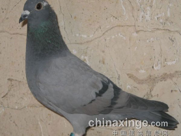 ���ɺ��ӵġ��󡱴�(ͼ)