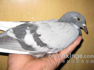 ʹ�ģ�����Ŀ��ײ�˸롰�Ƚ���(ͼ)