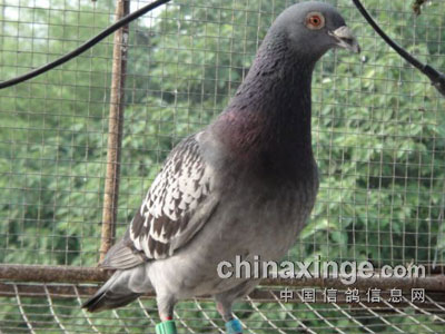 ��Ѫ���ã���Զ�̳ɹ��鳲��(ͼ)