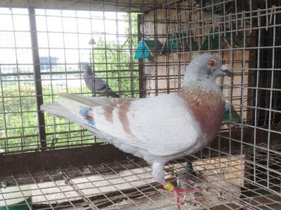 �Ϻ���ǧ���������ܹھ�(ͼ)