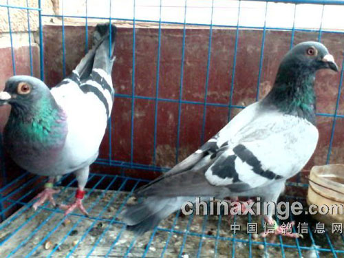 ǧ����ھ��ֵ�������(ͼ)