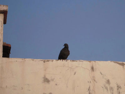 �ϲ��ߵĽл��ӡ���СҰ��