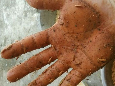 ��Ȼ���� �ͱ���������(ͼ)