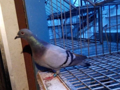 ���ܳ�Զ�̣�������49���(ͼ)