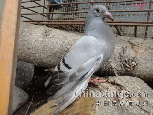 С����Σ��ָ���ҩ���£�(ͼ)