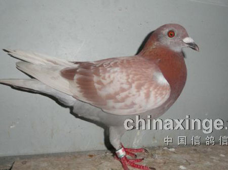 ��ʧ2���º��漣�ع�(ͼ)