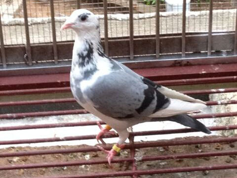 �������������(ͼ)