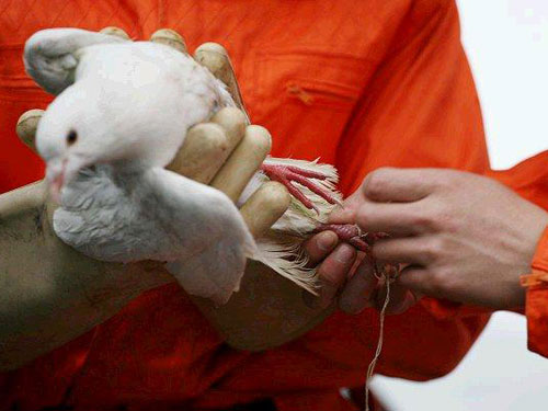 ������Ľ���⣺һֻ�׸�ľ���(ͼ)