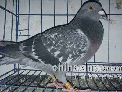 �����䡱��Ľ������رȻ�����(ͼ)