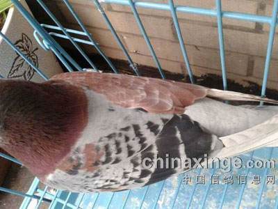 ��룺���߳����ɫ����(ͼ)