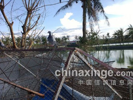 ̨������״��¶����ι��Ұ��(ͼ)