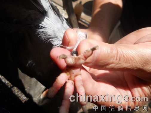 �ѵ�һ������ֺ���Ѽ���(ͼ)