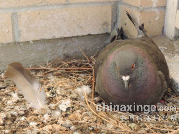 ���ô�ʸ룺����̨���鷿(ͼ)