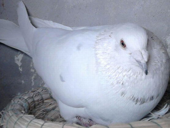 ѵ���������ر𡰹ذ���