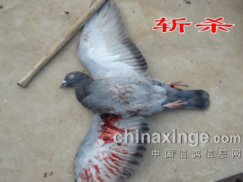 ӥ�����߼�����(ͼ)