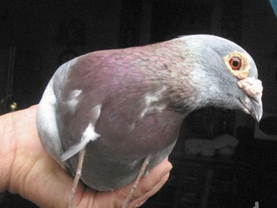 ΪԶ��δ������롰��ѩ��