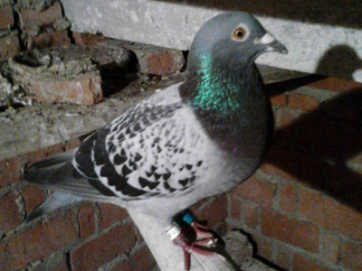 ���ֱ��1500��������������ս2000����