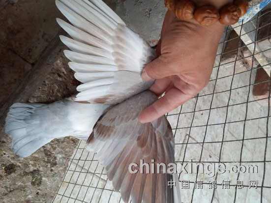 ԧ��᣺�����족��ɫ����(ͼ)