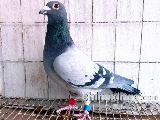 ���׸�����֮̽��(ͼ)