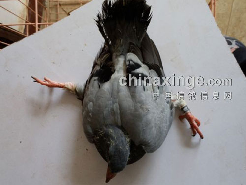 ���׽�������̱����