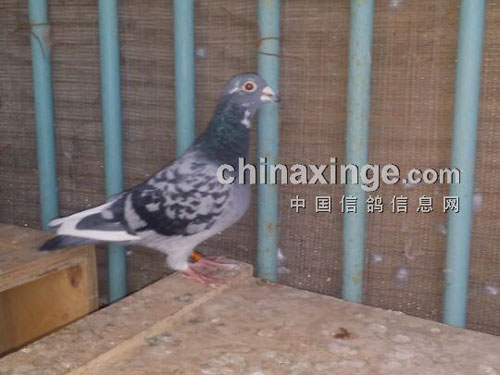 ��ɫ���������Ҽ��������(ͼ)