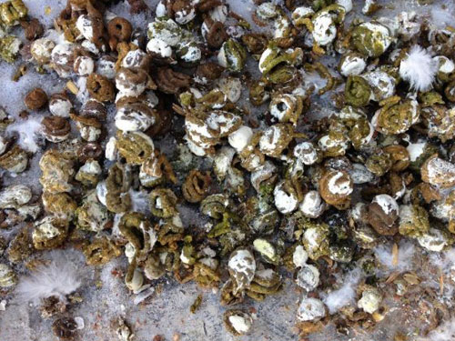 �ٲ�����������Ȼ�ã�