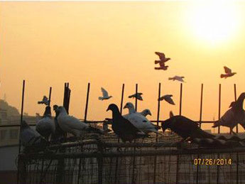 ��������������(ͼ)