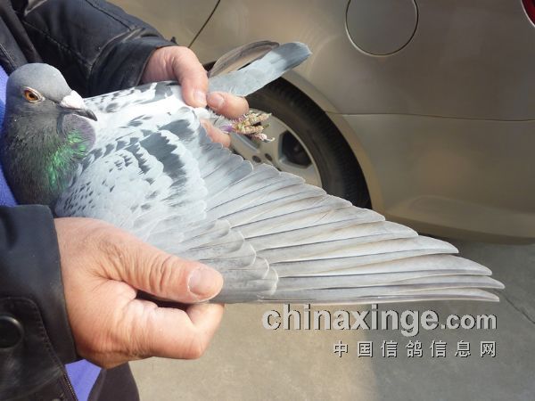 �Ϻ��ֶ��رȹھ�������������������Ի�