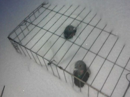 �������⣺����ѩ��(ͼ)