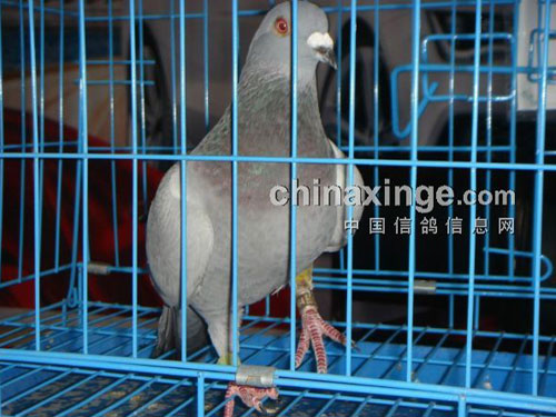 ���ϸ����������������ȸ�Ҳ�ϳ�(ͼ)