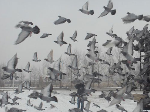 ����ȡ������ �鳲���ʱ����