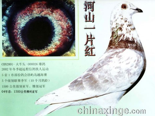 ����ʧ�룺��Ʒϵ�������Ľ��