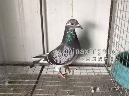 ���ţ�����ǧ���ﵱ�չ�һ��ҹ�и롱(ͼ)