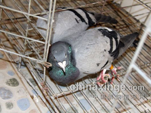 ���ٻӰ��ʮ������ϴ����Ҷ�ȥ(ͼ)