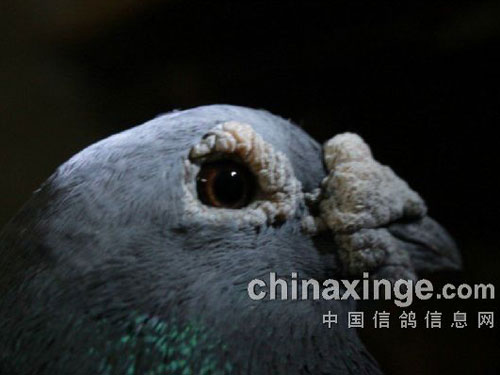 ��Զ����᣺�������ְ�������(ͼ)