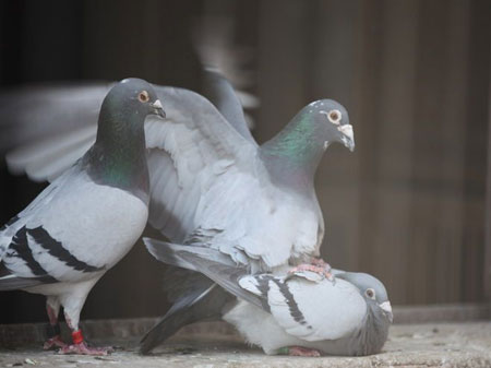 �ָ���Ա��������⡢ƻ���ס�����