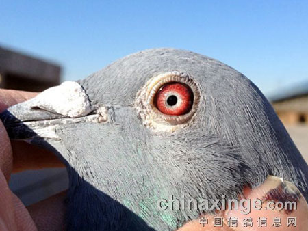 �������� ����һ��˫�ھ�(ͼ)