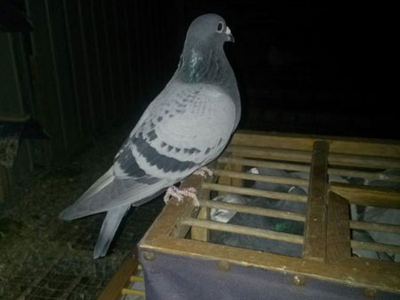 ����˼��ң������߹�1/3����(ͼ)