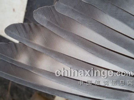 ���������ϵġ��װߡ�(ͼ)