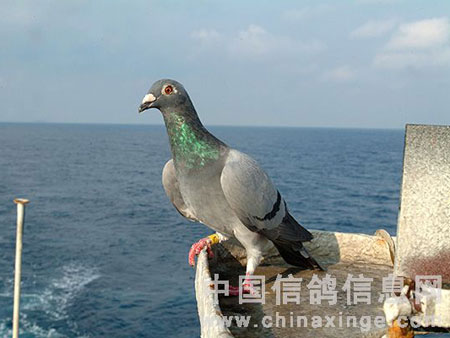 ��½�㺣���ǡ��Ծ��Ĺ��