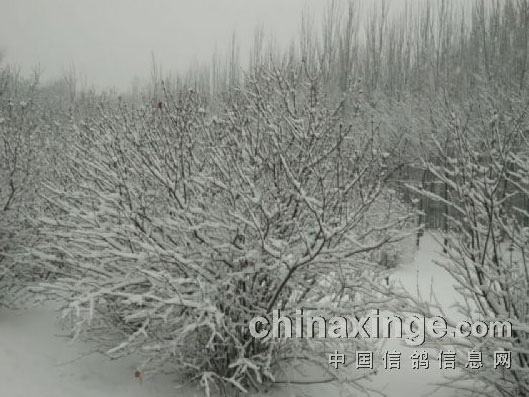 �������ѩ �ٵ����ʱ(ͼ)