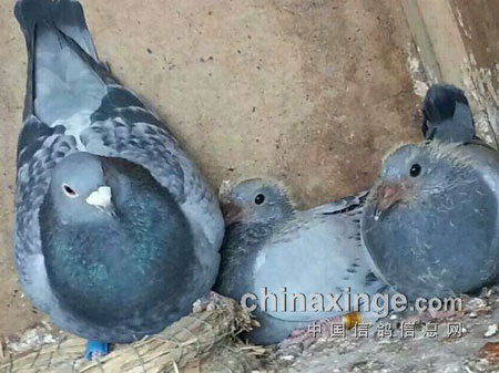 ����ͬ���׸����������С�(ͼ)