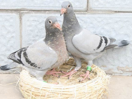 ʧ�����֣����Ƚ�������Ѫ