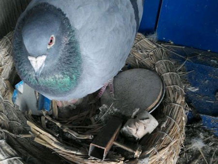 զ���������ϵ���Ƭ���ѣ�(ͼ)