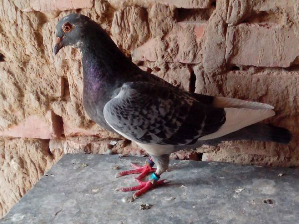 �������ƣ�������ʮ�ι鳲(ͼ)