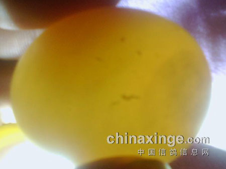 �������鵰�ò�������(ͼ)